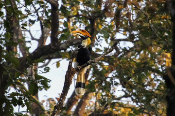 Great hornbill perching on a branch in the forest, Chitwan National Park, Nepal
