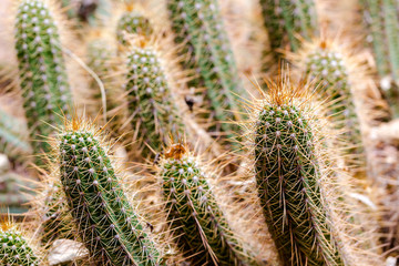 Extreme close-up on sharp cactus spikes