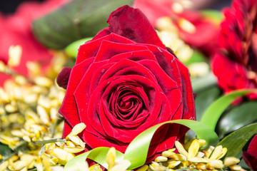 Rosa