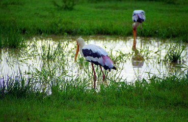 Painted storks, Yala West National Park, Sri Lanka