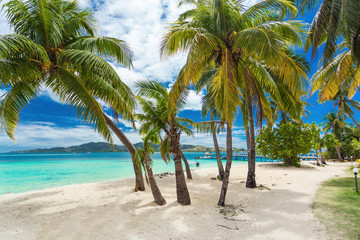 Tropical beach with coconut palm trees and lagoon on Fiji Islands
