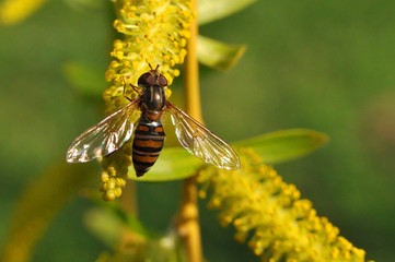 Hoverfly seeking pollen from a wild yellow flower. Hoverfly on top of a yellow flower in spring