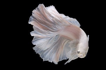 Betta fish,Siamese fighting fish in movement isolated on black background.