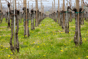 Vineyard in Spring  with Spring Flowers
