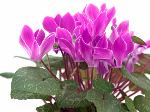 Alpenveilchen, Cyclamen