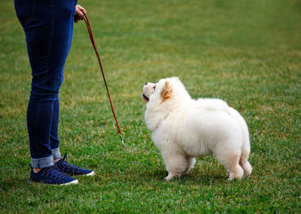white puppy Alabai walks for dog show
