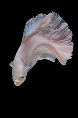 Betta fish,Siamese fighting fish in movement isolated on black background.