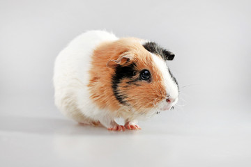 Guinea pig (Cavia porcellus) - popular household pet. 