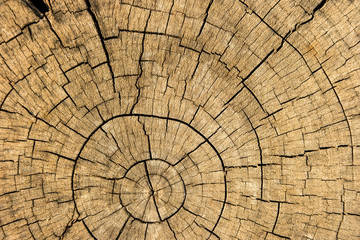 Old tree stump texture background. Close-up of cross section of a tree stump with patterns of arcs, circles and cracks.