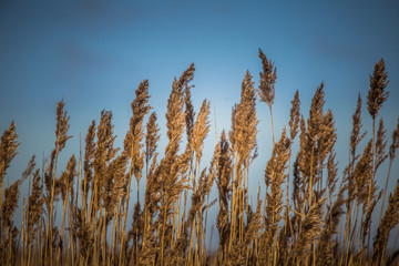 A beautiful reed pattern in a sunny spring day
