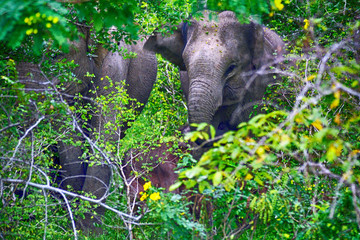Asian elephants, Yala West National Park, Sri Lanka
