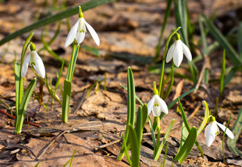 Snowdrops pierced through the old leaves.