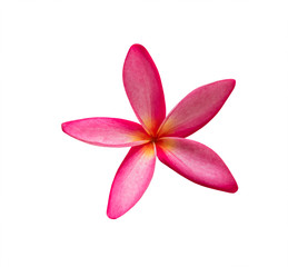 frangipani (plumeria) flower isolated on white background, with clipping path.