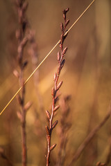A beautiful blossoming tree branches in early spring on a natural background