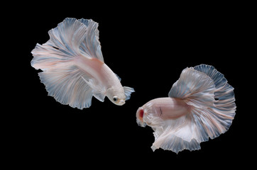 Betta fish,Siamese fighting fish in movement isolated on black background.