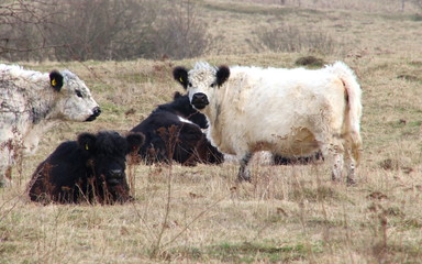 The cow looks like a Panda Bear so lovely