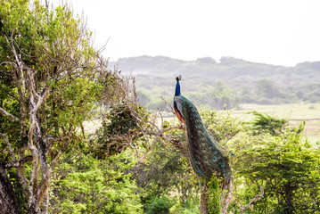 Peacock or Pavo cristatus