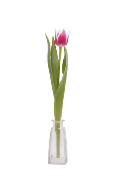 Flower pink tulip.