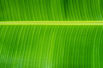 Texture background of fresh green banana leaf.