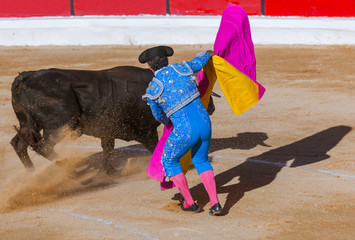 Matador and bull in tourada bullfight - Moita Lisbon Portugal