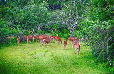 Naklejka na ściany i meble Chitals, Yala West National Park, Sri Lanka
