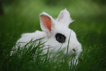 Little white rabbit sitting in the grass