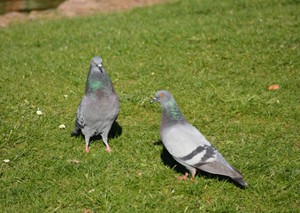 Fototapeta premium Palomas 