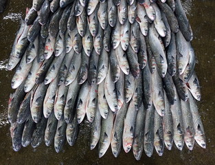 Grey Mullet Fish for Sale at the Fish Market
