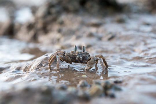 Krabbe steht außerhalb des Wassers