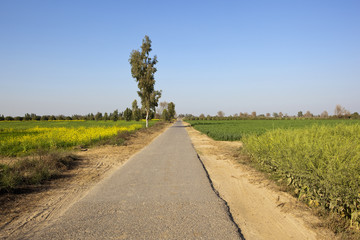 farmland road in rajasthan