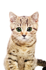 Portrait of kitten Scottish Straight isolated on white background