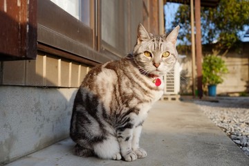 猫　庭でまったり