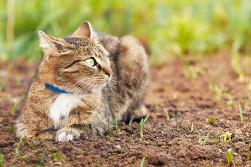 Naklejka na ściany i meble Domestic cat with blue collar lying in the garden and looking to the right. Copy space