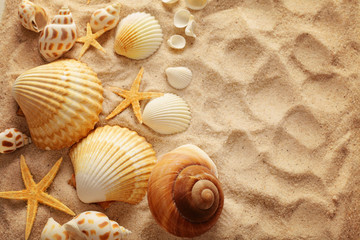 Fototapeta na wymiar seashells and sand