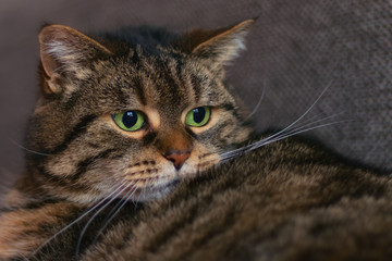 Round tabby cat with green eyes examining her fur