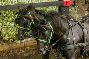 Two horses during a marathon