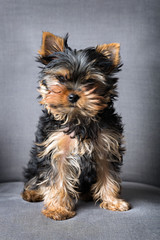 yorkshire terrier puppy