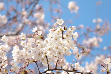 Obraz premium 桜