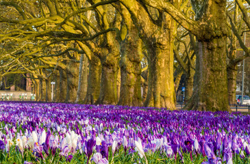 Obraz premium Crocuses blooming in color in a city park in Szczecin, Poland