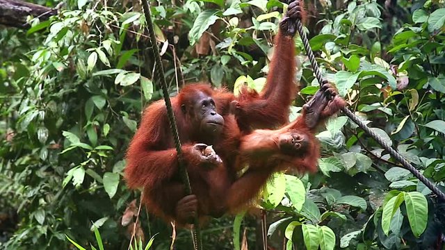 A wild Endangered female Orangutan (Pongo pygmaeus) and her baby play and eat in the jungles of Malaysia, Borneo. Semenggoh Nature Reserve rehabilitates wild apes in open forest. Mom feeds & kisses.
