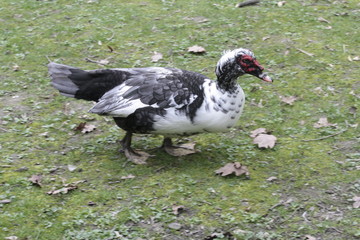 Canard musqué