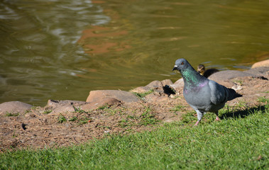 Palomas
