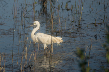Little Heron Bird