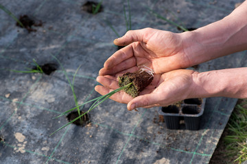 Farmhand transplanting leek seedlings