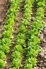 Planted rows of corn salad, Valerianella locusta