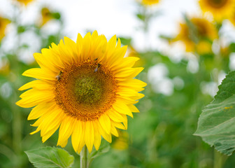 bee on a sunflower