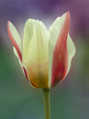Beautiful spring yellow tulipBeautiful spring yellow tulip