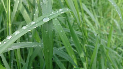 Rain drops