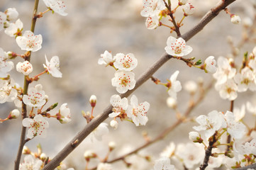 apple tree blossoms