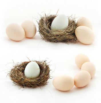 Composition with eggs and the nest